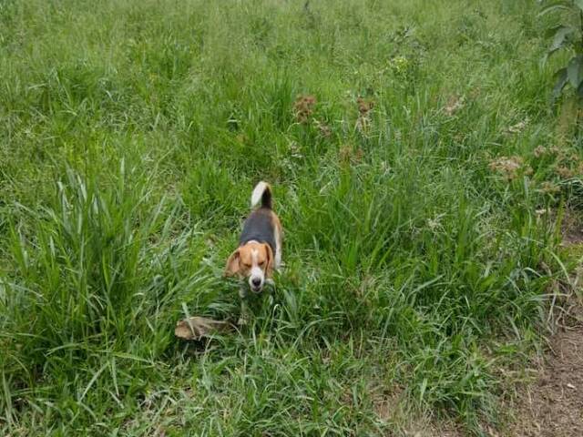 Terreno para Venda em Atibaia - 4