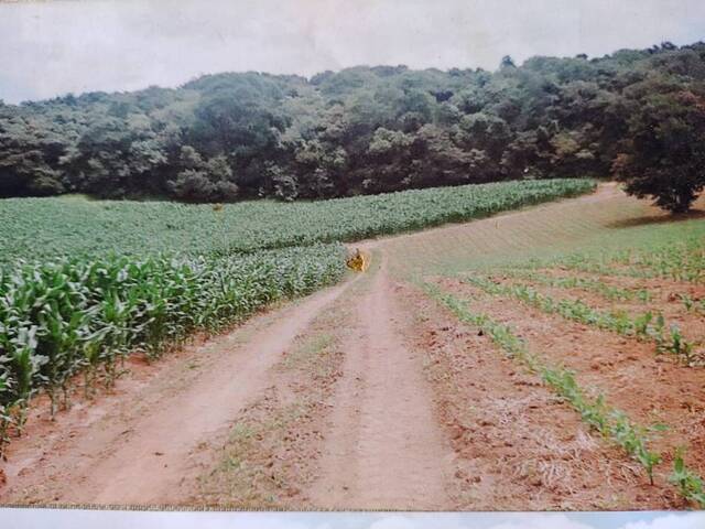 Sítio para Venda em Pinhalzinho - 4