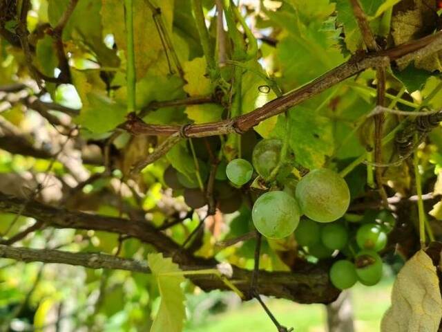 Chácara para Venda em Jarinu - 3