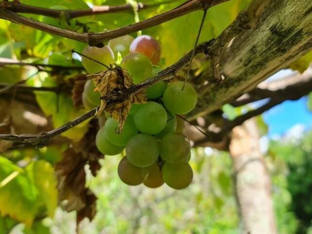 Chácara para Venda em Jarinu - 4
