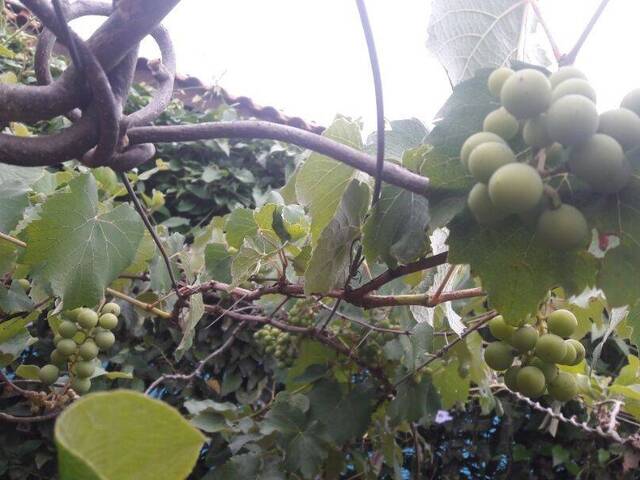 Chácara em condomínio para Venda em Vargem - 4